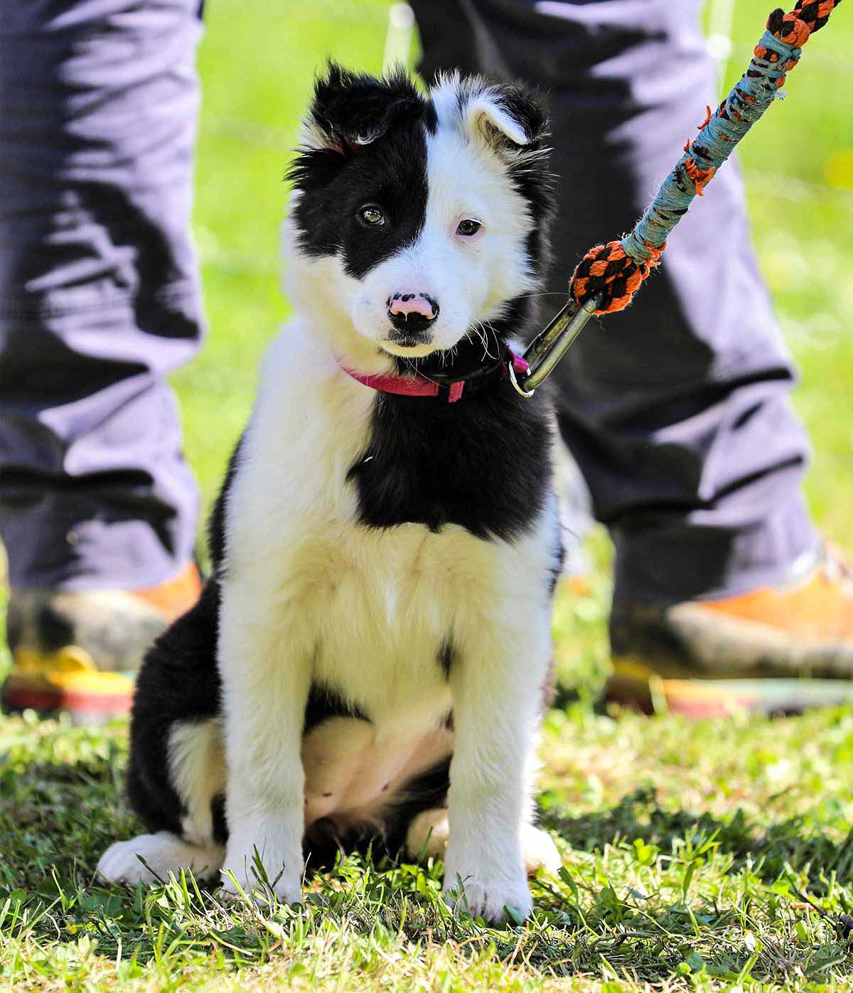 Border Collie au concours de chien de troupeau de la Corrèze