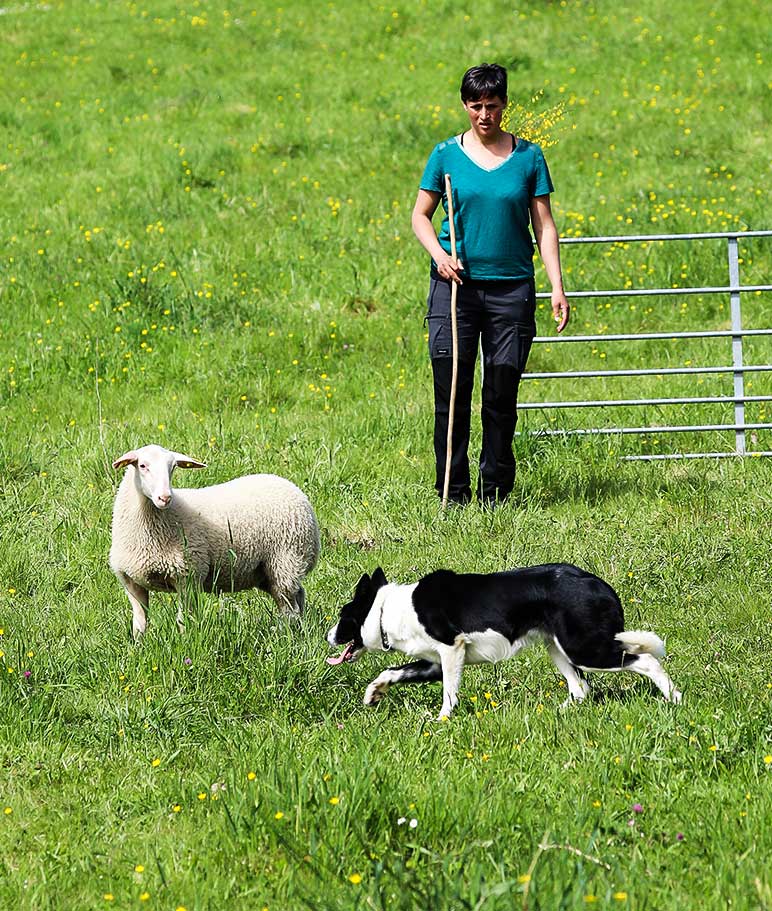 formation-chien-de-troupeau-correze